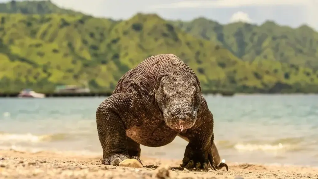 Komodo Travel Guide